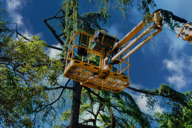 How Our Tree Care Process Works  in  Jemison, AL