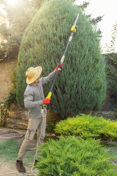 Professional Tree Removal in Jemison, AL